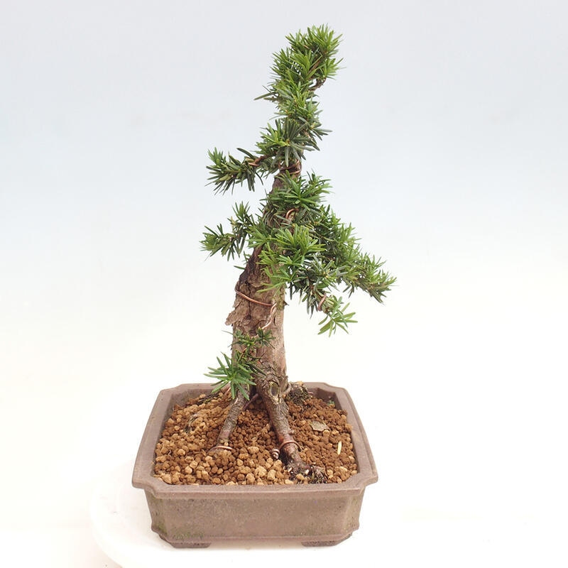 Bonsai im Freien - Taxus cuspidata - Japanische Eibe