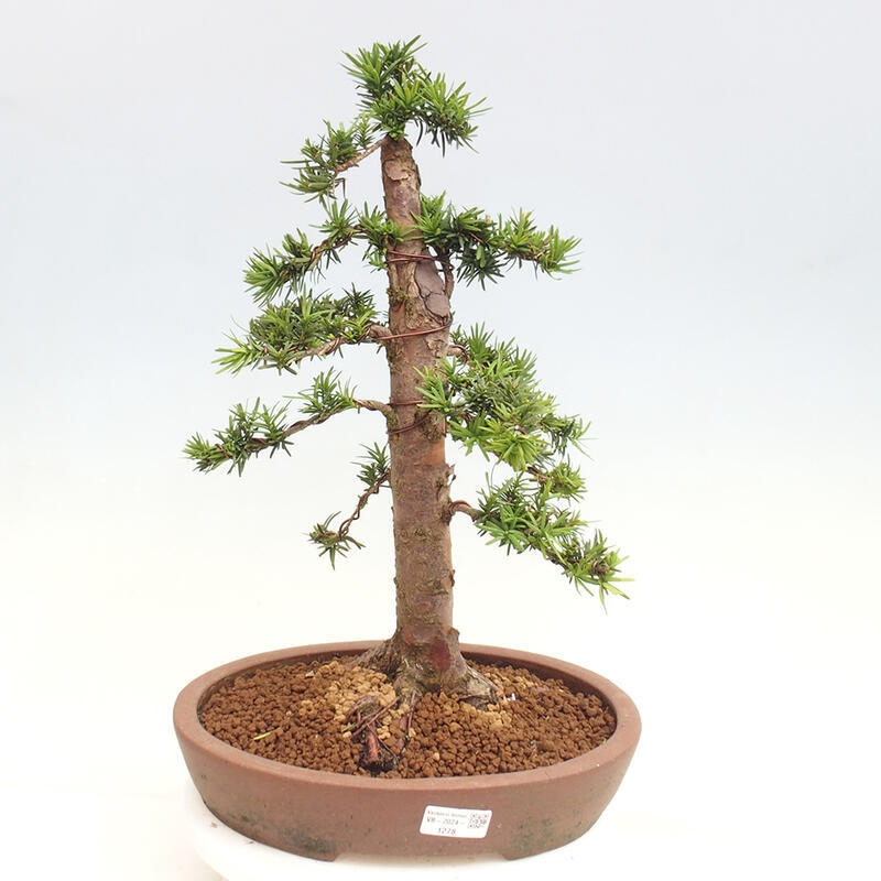 Bonsai im Freien - Taxus cuspidata - Japanische Eibe