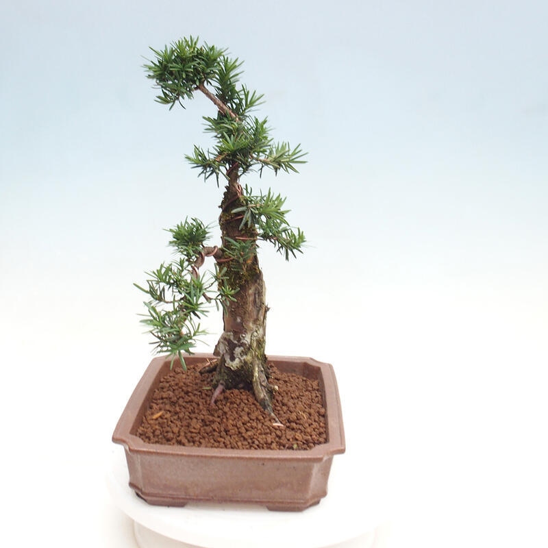 Bonsai im Freien - Taxus cuspidata - Japanische Eibe