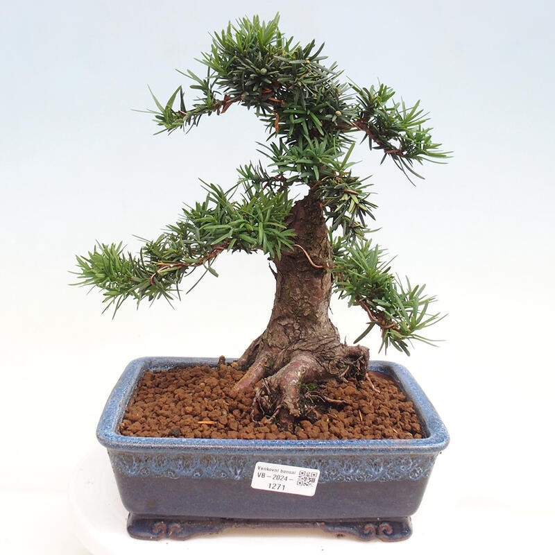 Bonsai im Freien - Taxus cuspidata - Japanische Eibe