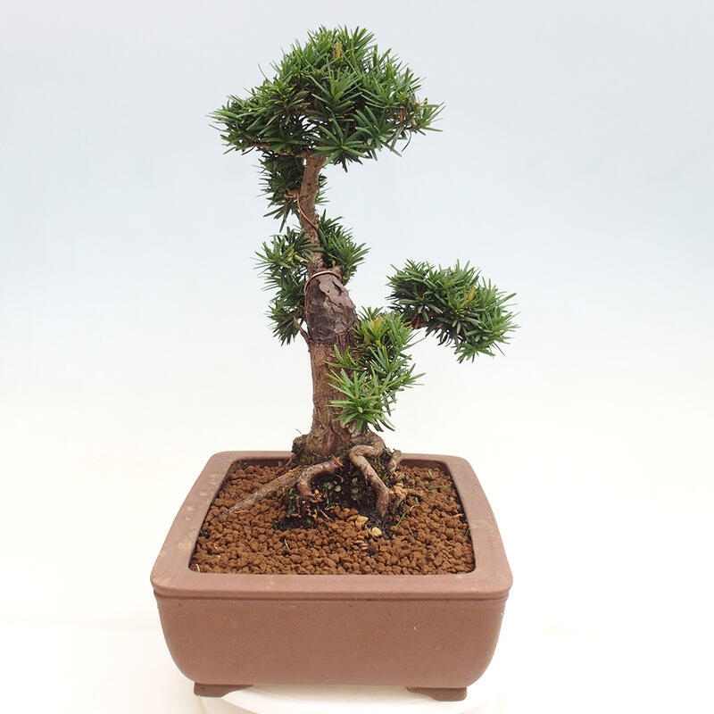 Bonsai im Freien - Taxus cuspidata - Japanische Eibe