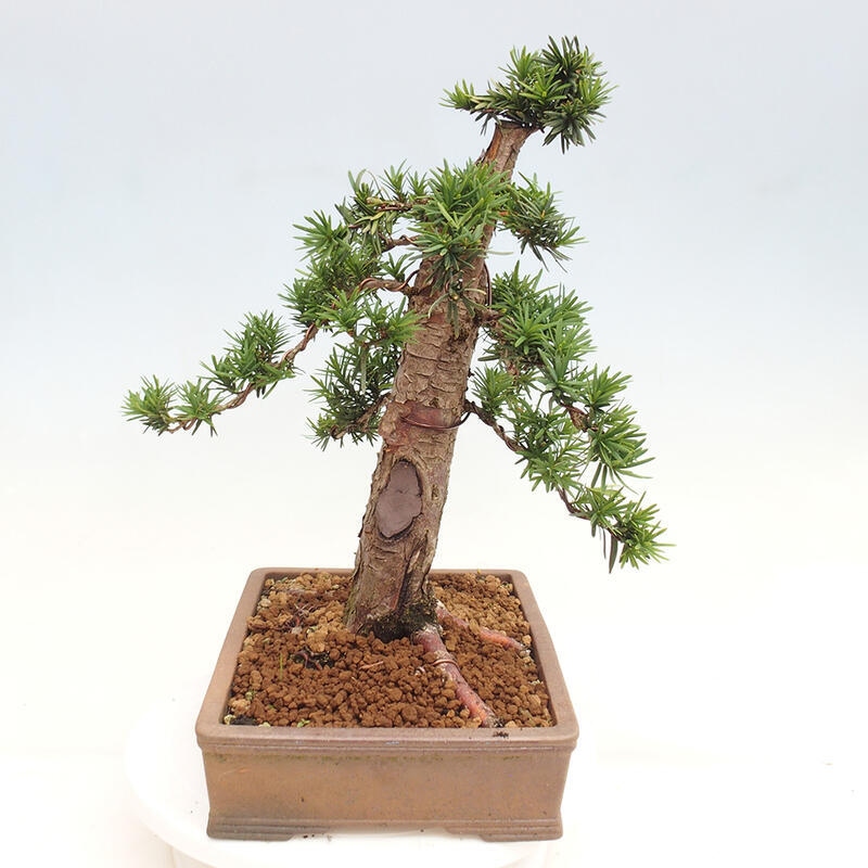 Bonsai im Freien - Taxus cuspidata - Japanische Eibe