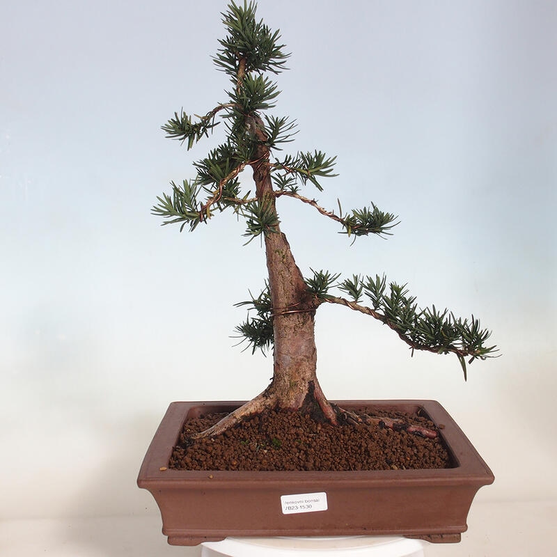 Bonsai im Freien - Taxus cuspidata - Japanische Eibe