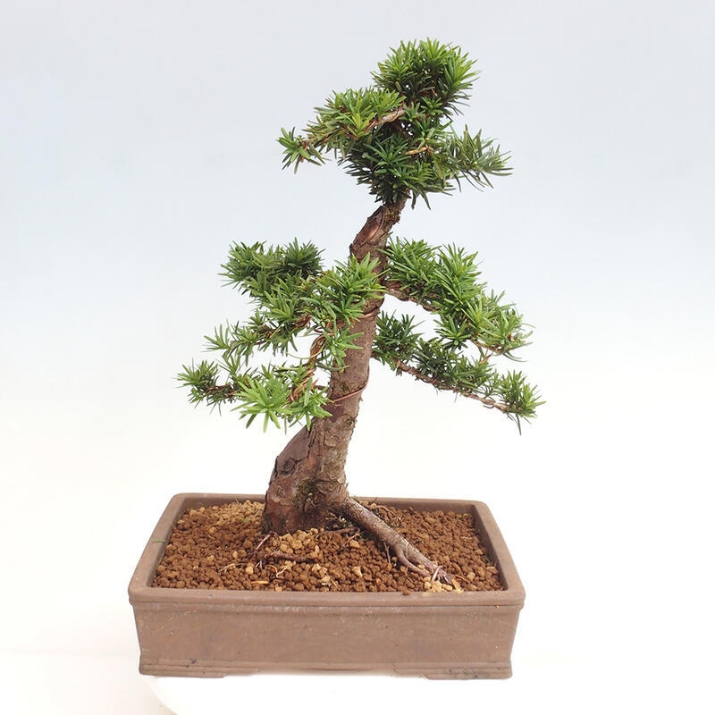 Bonsai im Freien - Taxus cuspidata - Japanische Eibe