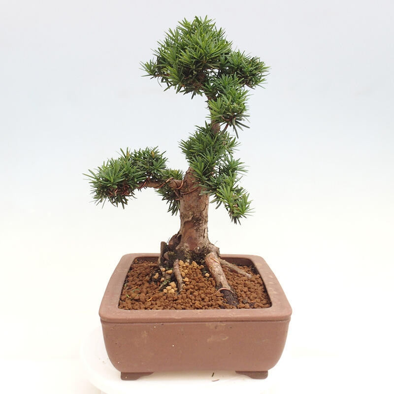 Bonsai im Freien - Taxus cuspidata - Japanische Eibe