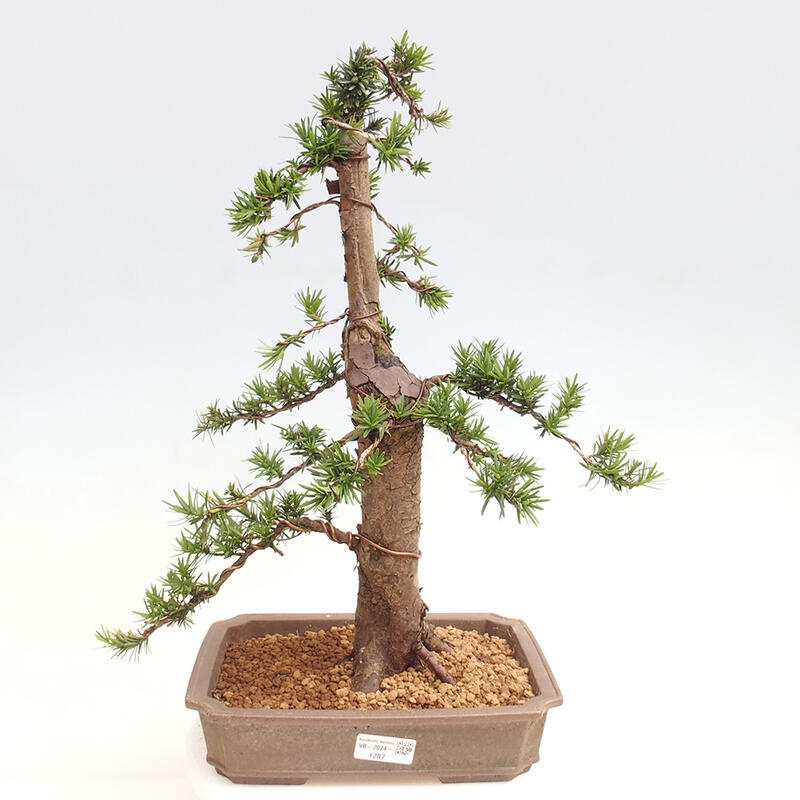 Bonsai im Freien - Taxus cuspidata - Japanische Eibe