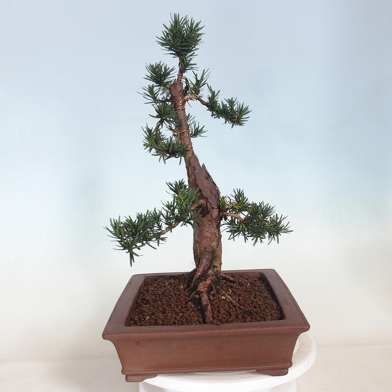 Bonsai im Freien - Taxus cuspidata - Japanische Eibe