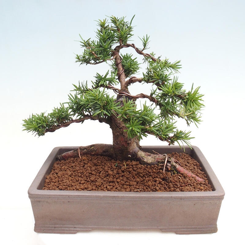 Bonsai im Freien - Taxus cuspidata - Japanische Eibe