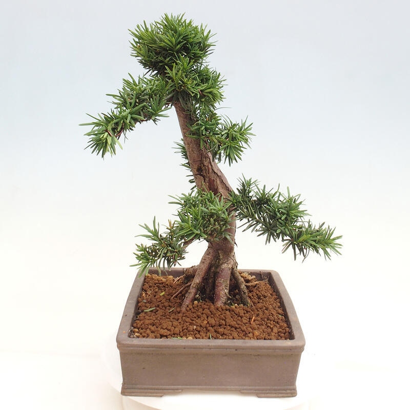 Bonsai im Freien - Taxus cuspidata - Japanische Eibe