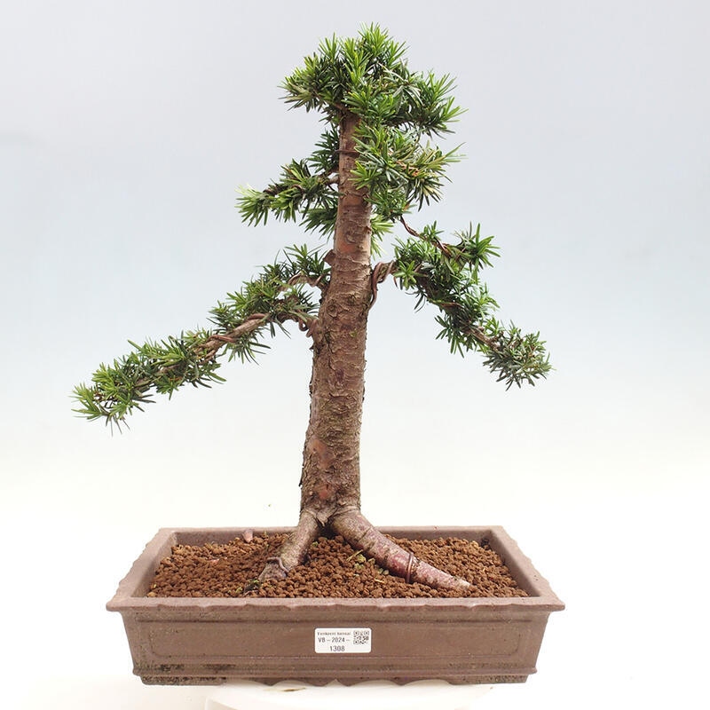 Bonsai im Freien - Taxus cuspidata - Japanische Eibe