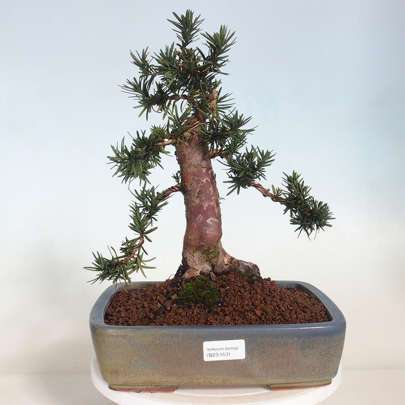 Bonsai im Freien - Taxus cuspidata - Japanische Eibe