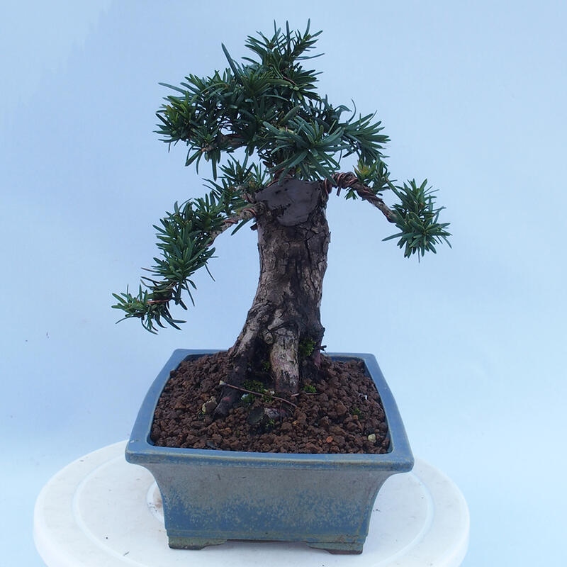 Bonsai im Freien - Taxus cuspidata - Japanische Eibe