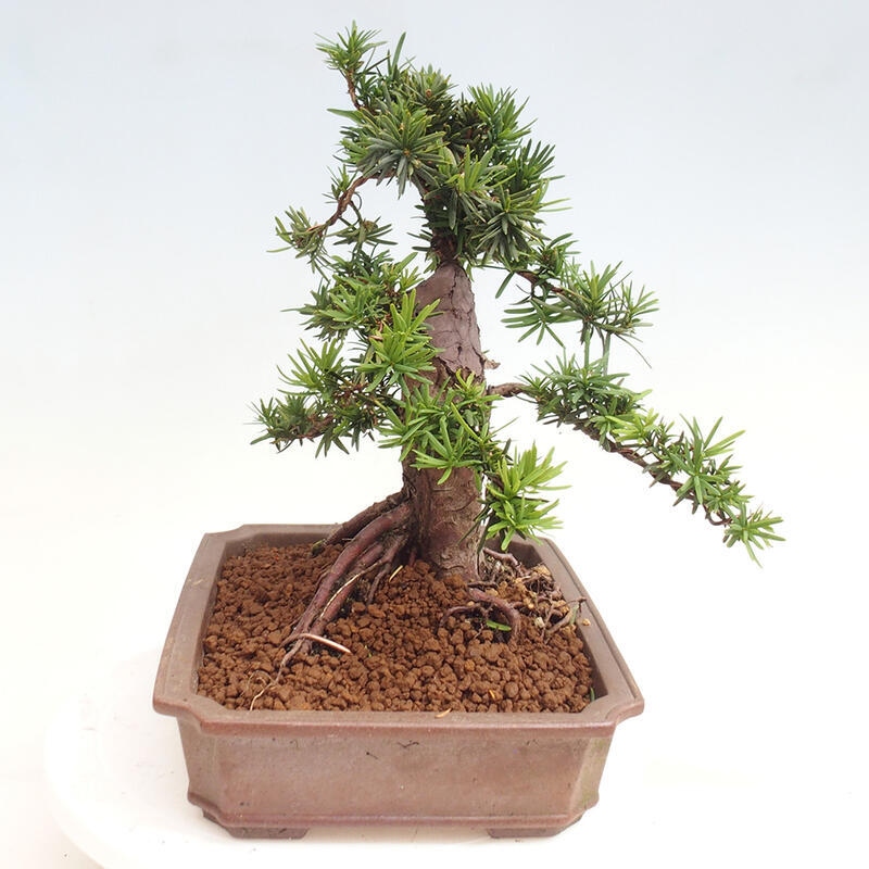 Bonsai im Freien - Taxus cuspidata - Japanische Eibe