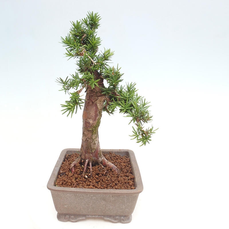 Bonsai im Freien - Taxus cuspidata - Japanische Eibe