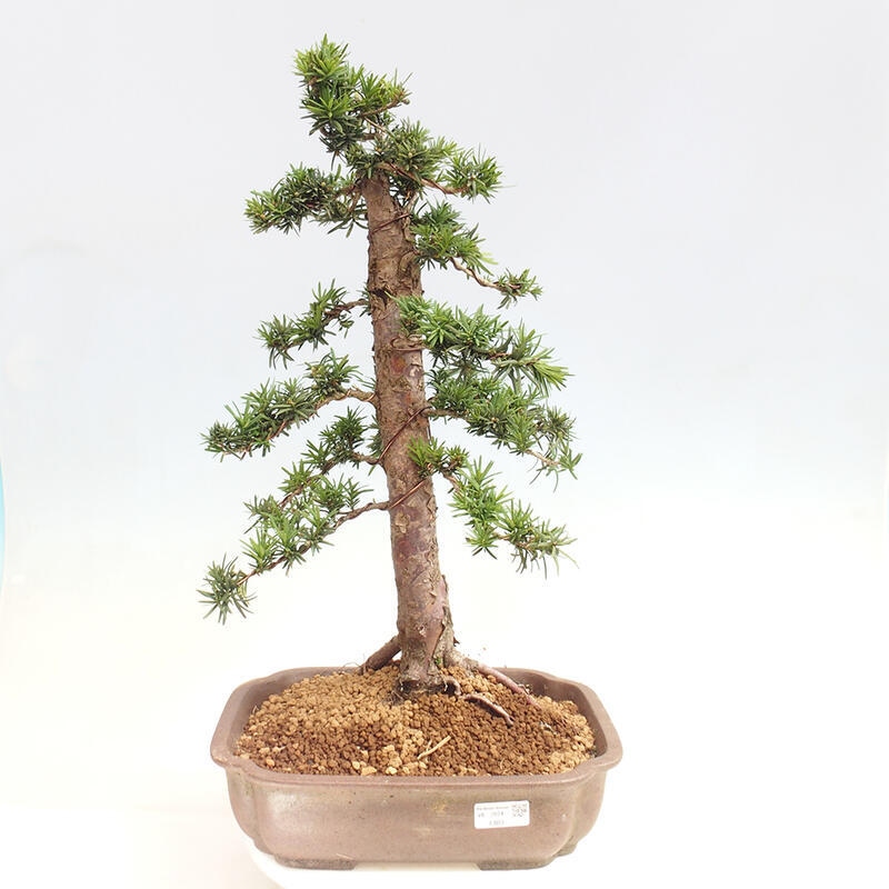 Bonsai im Freien - Taxus cuspidata - Japanische Eibe