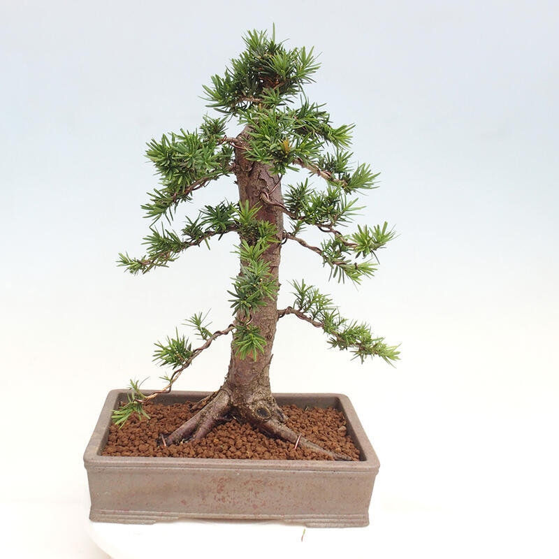 Bonsai im Freien - Taxus cuspidata - Japanische Eibe