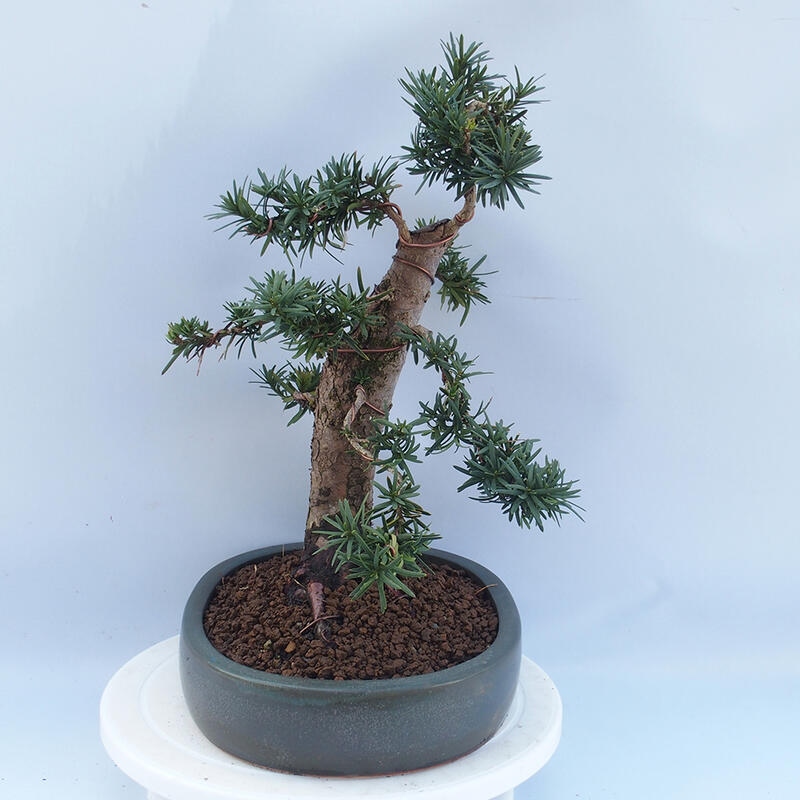 Bonsai im Freien - Taxus cuspidata - Japanische Eibe