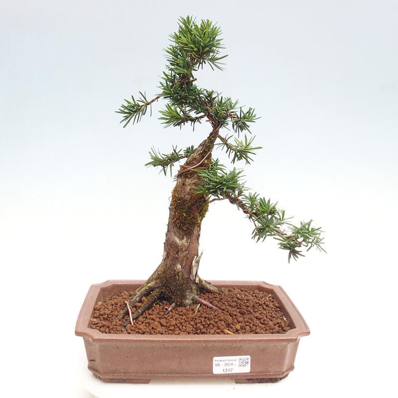 Bonsai im Freien - Taxus cuspidata - Japanische Eibe