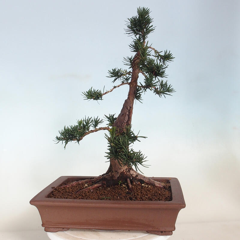 Bonsai im Freien - Taxus cuspidata - Japanische Eibe