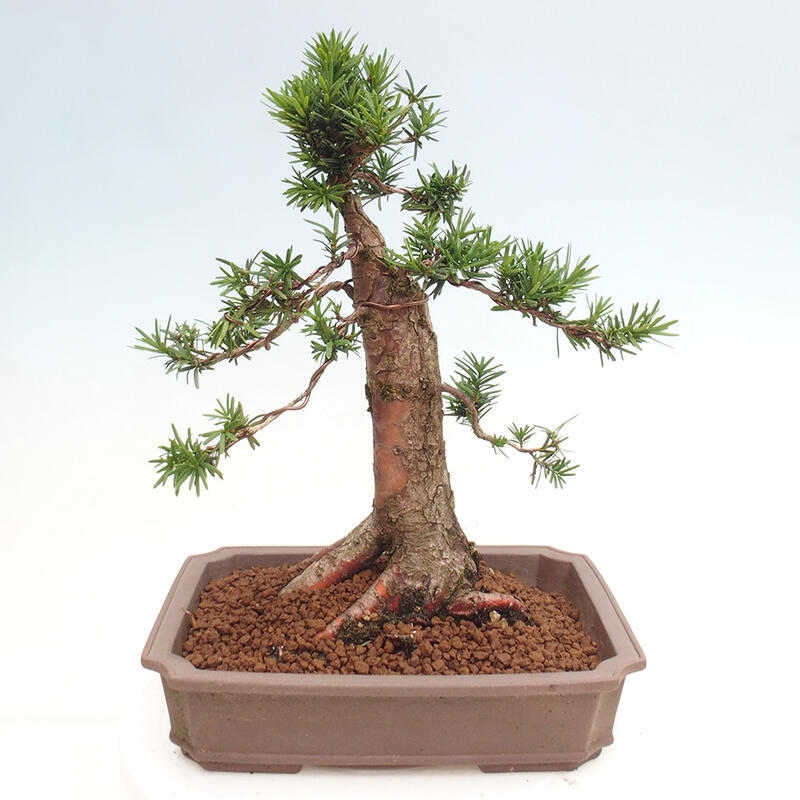 Bonsai im Freien - Taxus cuspidata - Japanische Eibe