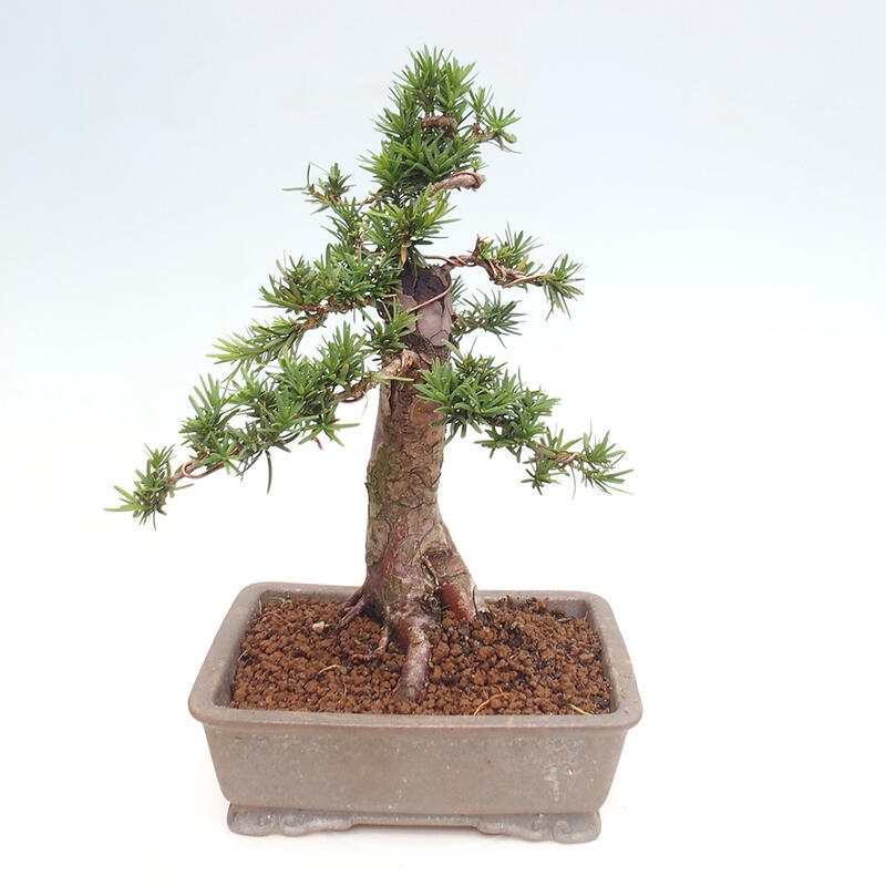 Bonsai im Freien - Taxus cuspidata - Japanische Eibe