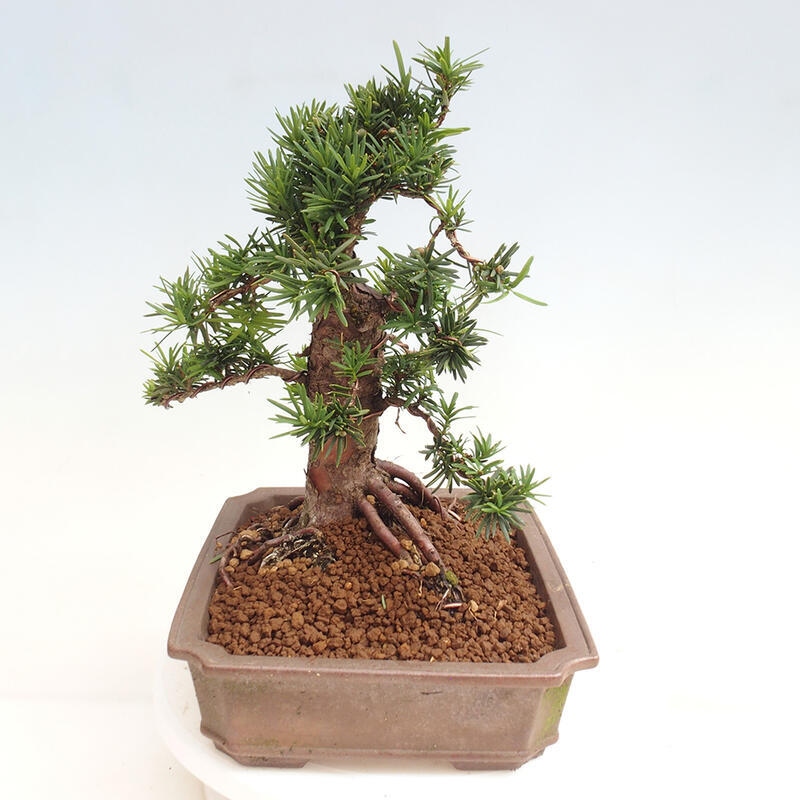 Bonsai im Freien - Taxus cuspidata - Japanische Eibe