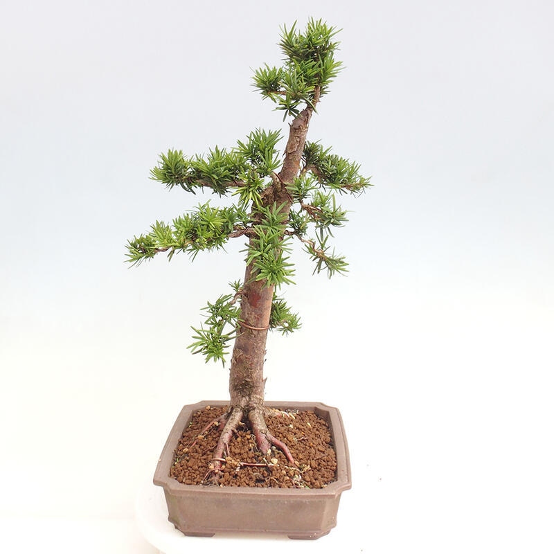 Bonsai im Freien - Taxus cuspidata - Japanische Eibe