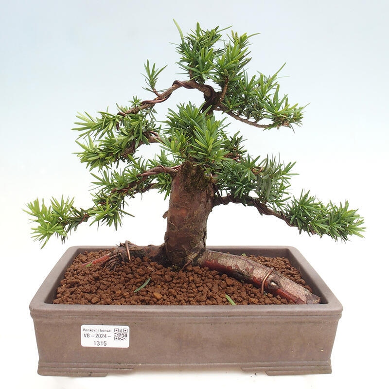 Bonsai im Freien - Taxus cuspidata - Japanische Eibe