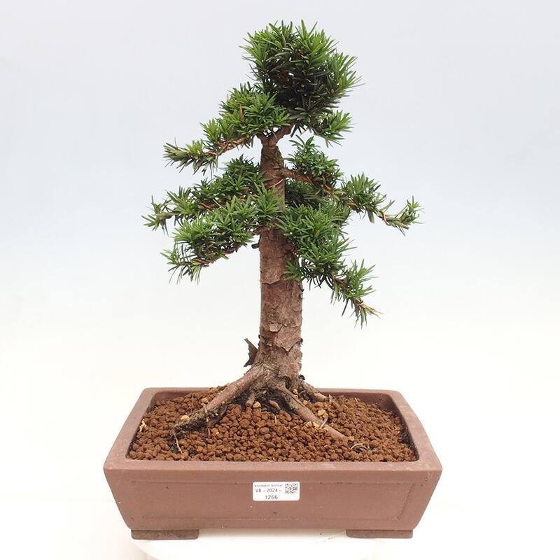 Bonsai im Freien - Taxus cuspidata - Japanische Eibe