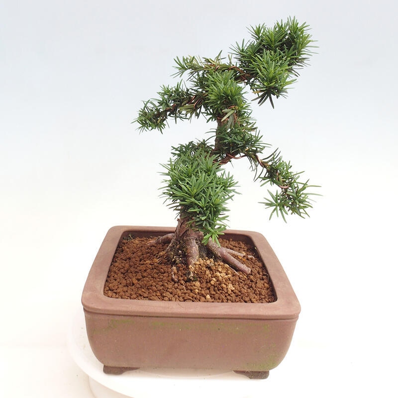 Bonsai im Freien - Taxus cuspidata - Japanische Eibe