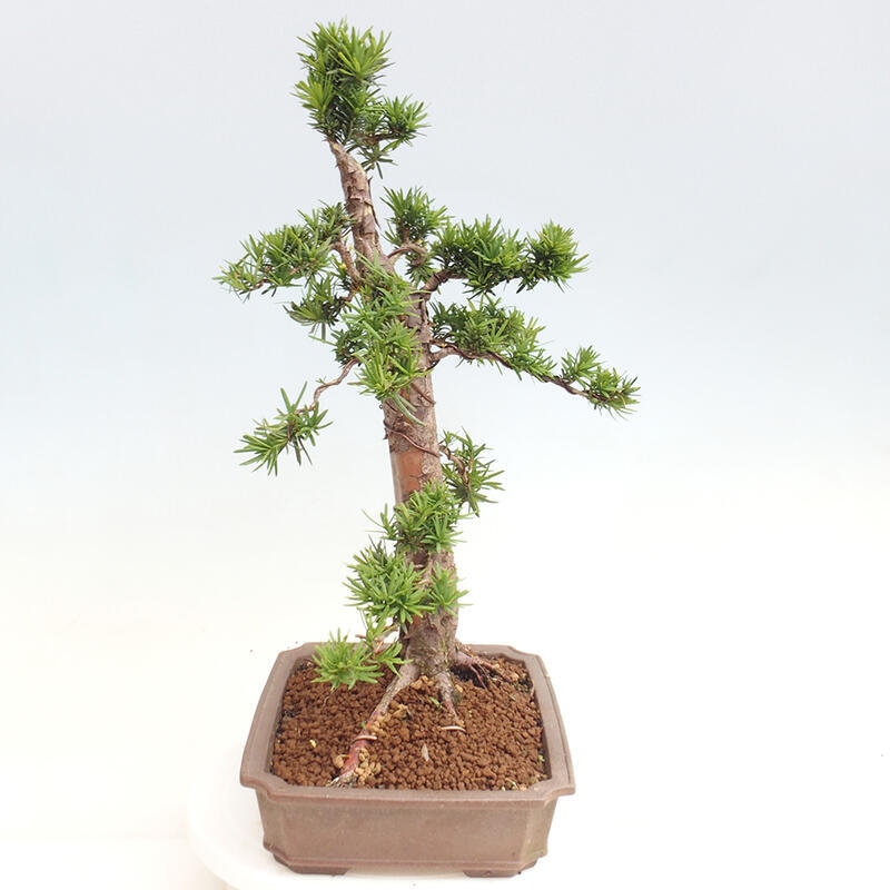 Bonsai im Freien - Taxus cuspidata - Japanische Eibe