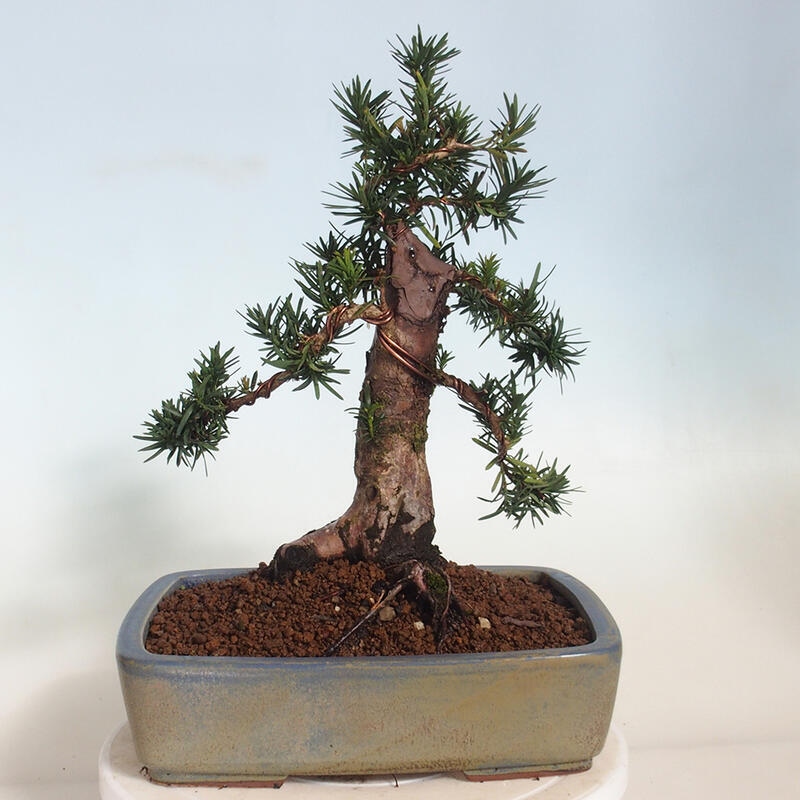 Bonsai im Freien - Taxus cuspidata - Japanische Eibe