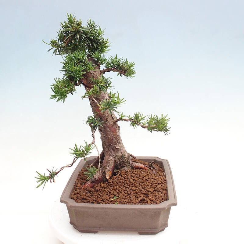 Bonsai im Freien - Taxus cuspidata - Japanische Eibe