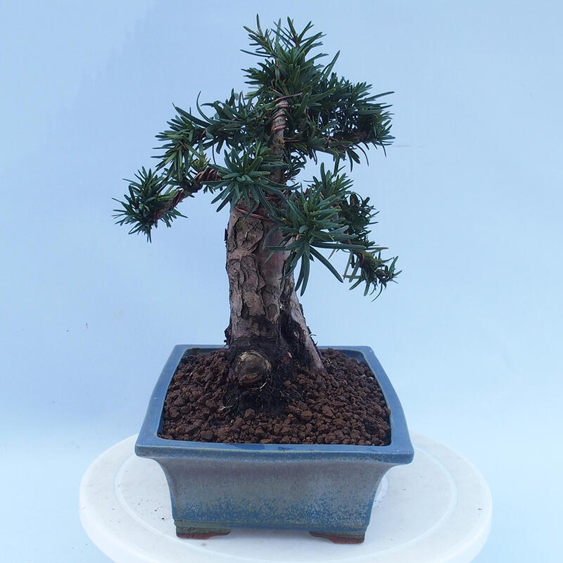 Bonsai im Freien - Taxus cuspidata - Japanische Eibe