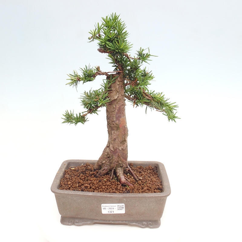 Bonsai im Freien - Taxus cuspidata - Japanische Eibe