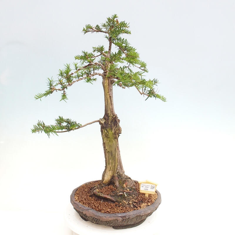 Bonsai im Freien - Taxus cuspidata - Japanische Eibe