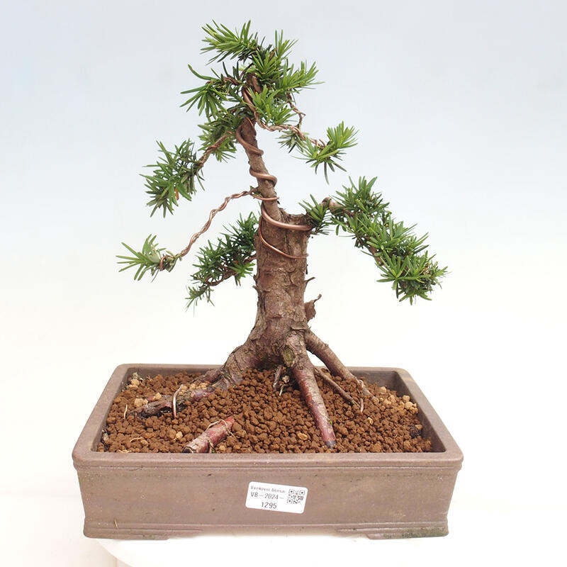 Bonsai im Freien - Taxus cuspidata - Japanische Eibe