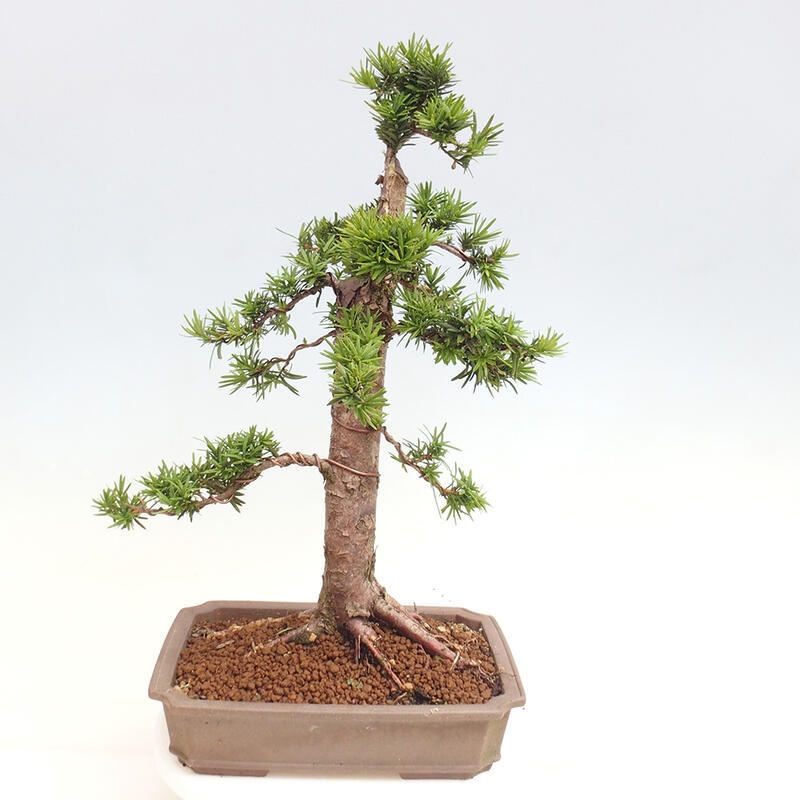 Bonsai im Freien - Taxus cuspidata - Japanische Eibe