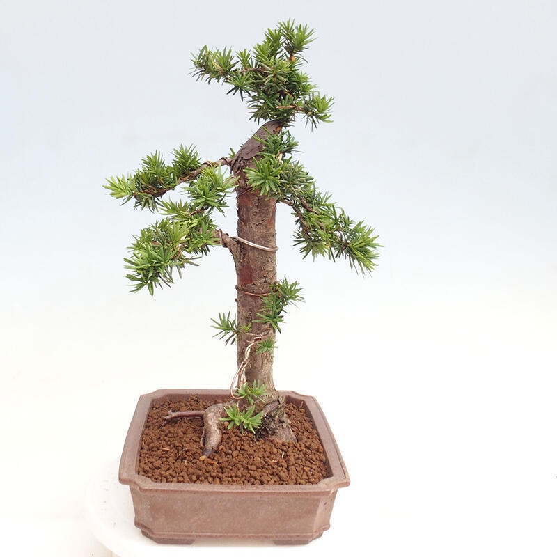 Bonsai im Freien - Taxus cuspidata - Japanische Eibe