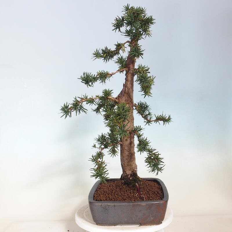 Bonsai im Freien - Taxus cuspidata - Japanische Eibe