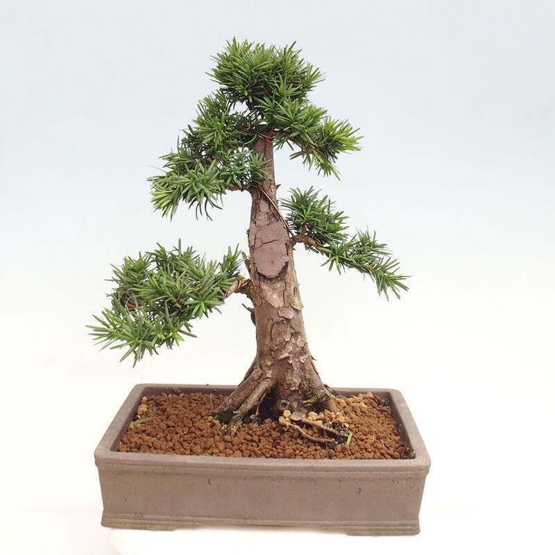 Bonsai im Freien - Taxus cuspidata - Japanische Eibe