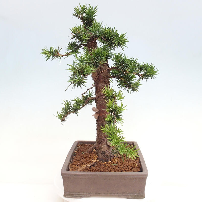 Bonsai im Freien - Taxus cuspidata - Japanische Eibe