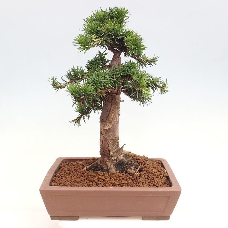 Bonsai im Freien - Taxus cuspidata - Japanische Eibe