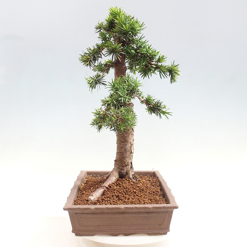 Bonsai im Freien - Taxus cuspidata - Japanische Eibe