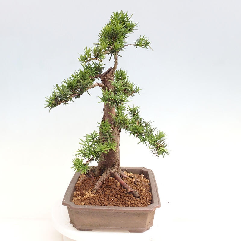 Bonsai im Freien - Taxus cuspidata - Japanische Eibe