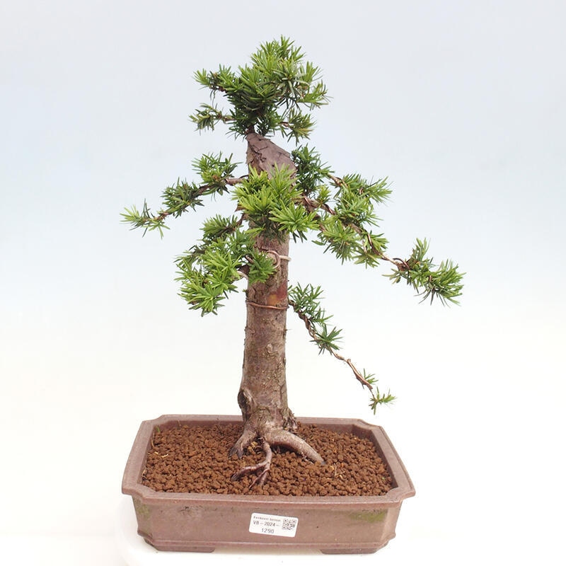 Bonsai im Freien - Taxus cuspidata - Japanische Eibe