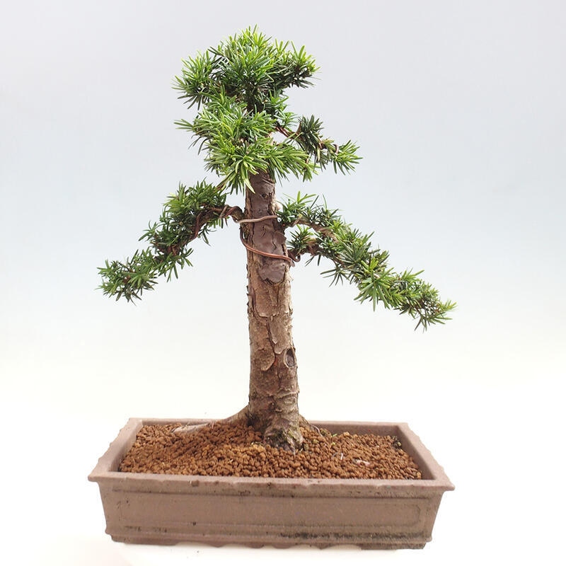 Bonsai im Freien - Taxus cuspidata - Japanische Eibe