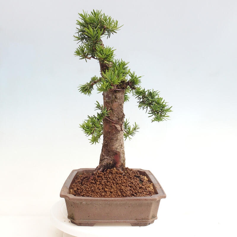 Bonsai im Freien - Taxus cuspidata - Japanische Eibe