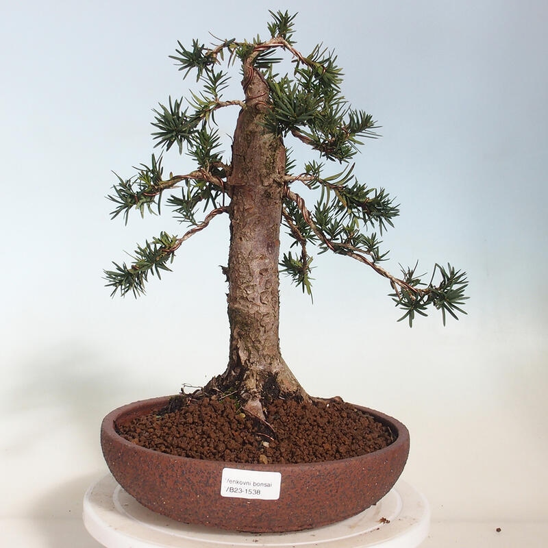 Bonsai im Freien - Taxus cuspidata - Japanische Eibe