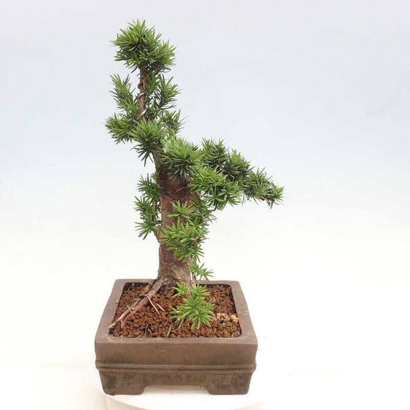 Bonsai im Freien - Taxus cuspidata - Japanische Eibe